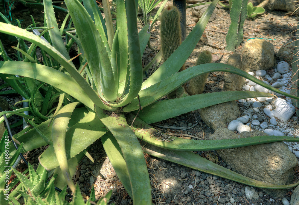 Obraz premium Aloe Vera