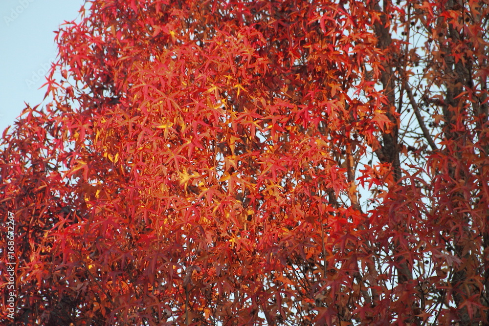 autumn leaves autumn leaves