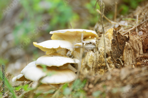 Some milk cap fungus growing on a trunk in the forest. Empty copy space for Editor's text.