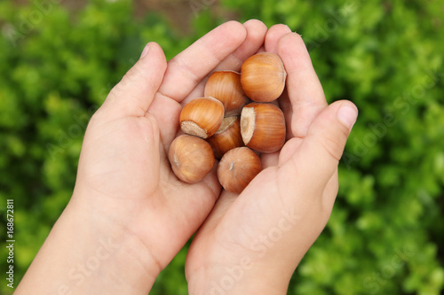 hands of a child with hazelnuts in a green background