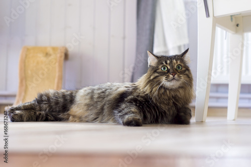 Maine Coon cat lies in the living room on the floor