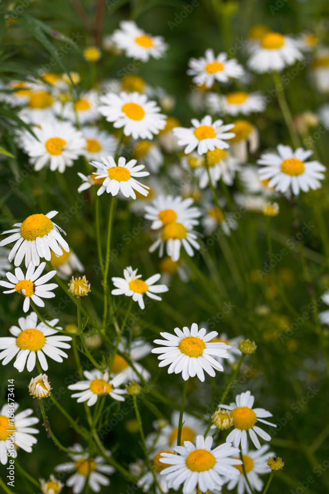 Blooming chamomile field, Chamomile flowers on a meadow in summer Blooming chamomile field, Chamomile flowers on a meadow in summer