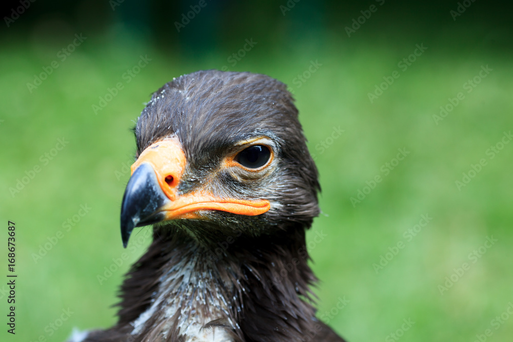 Obraz premium Harris Hawk - Wüstenbussard