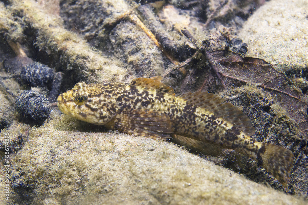 European bullhead (Cottus gobio) European bullhead (Cottus gobio)