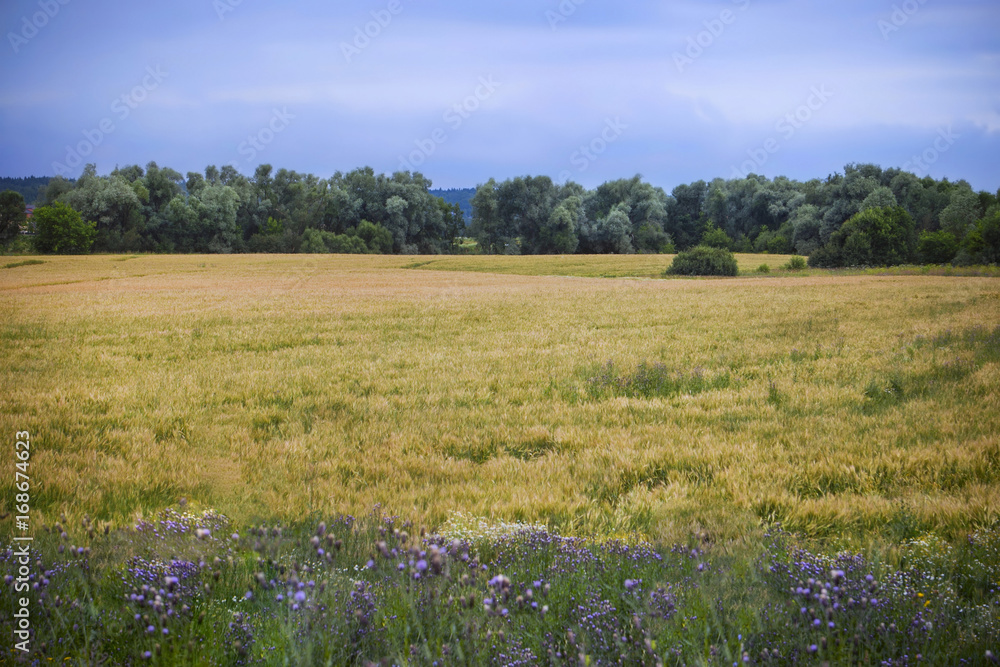 A field of yellow rye, a grove, a forest, flowers and a cloudy blue sky. A field of yellow rye, a grove, a forest, flowers and a cloudy blue sky.