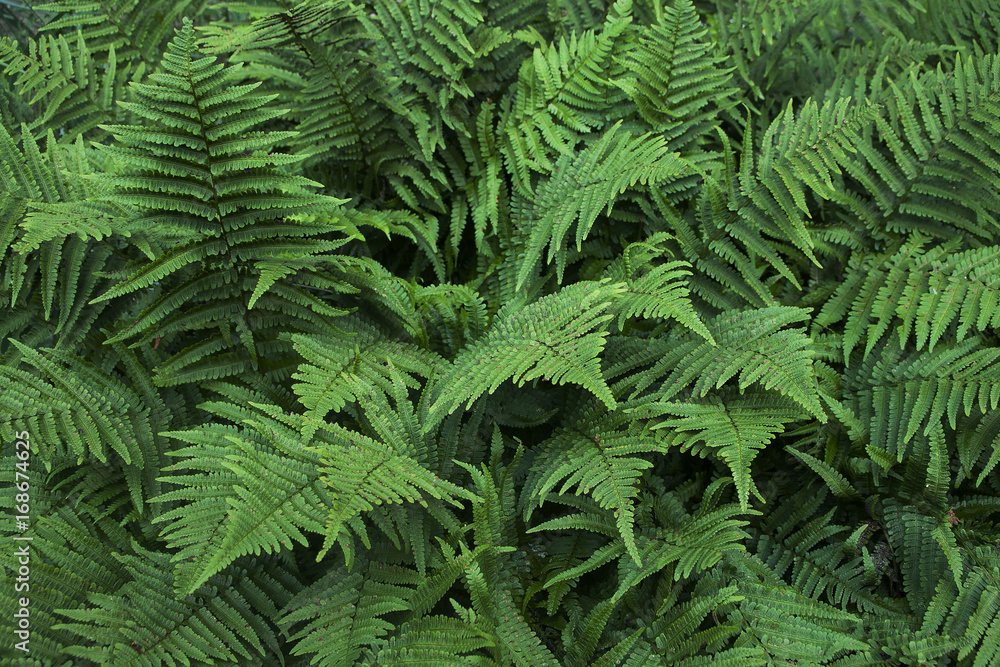 Background of a group of green fern leaves Background of a group of green fern leaves
