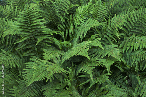 Background of a group of green fern leaves