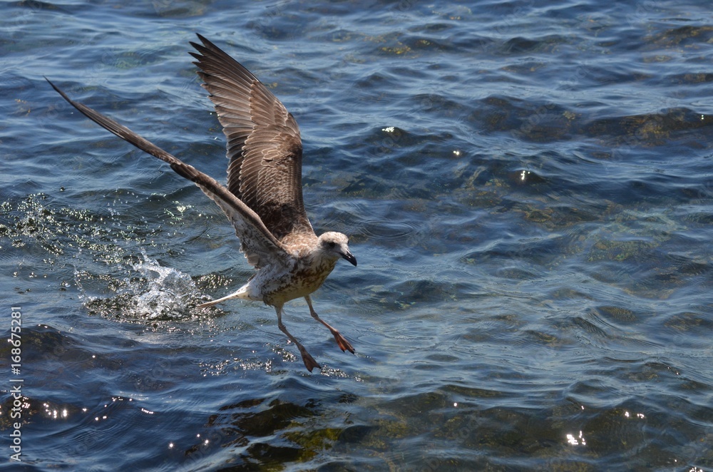 Möwe im Anflug