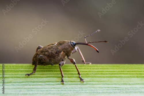 Large weevil with long rostrum. Extraordinary beetle in the family  Curculionidae, probably Curculio sp., in profile photo
