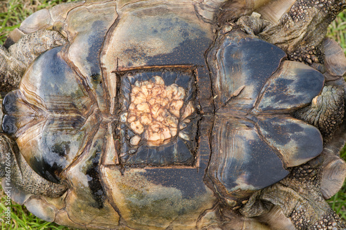 Scar on tortoise after surgical removal of eggs. Old mark on shell following operation to fix Dystocia (egg bound) condition in pet tortoise photo