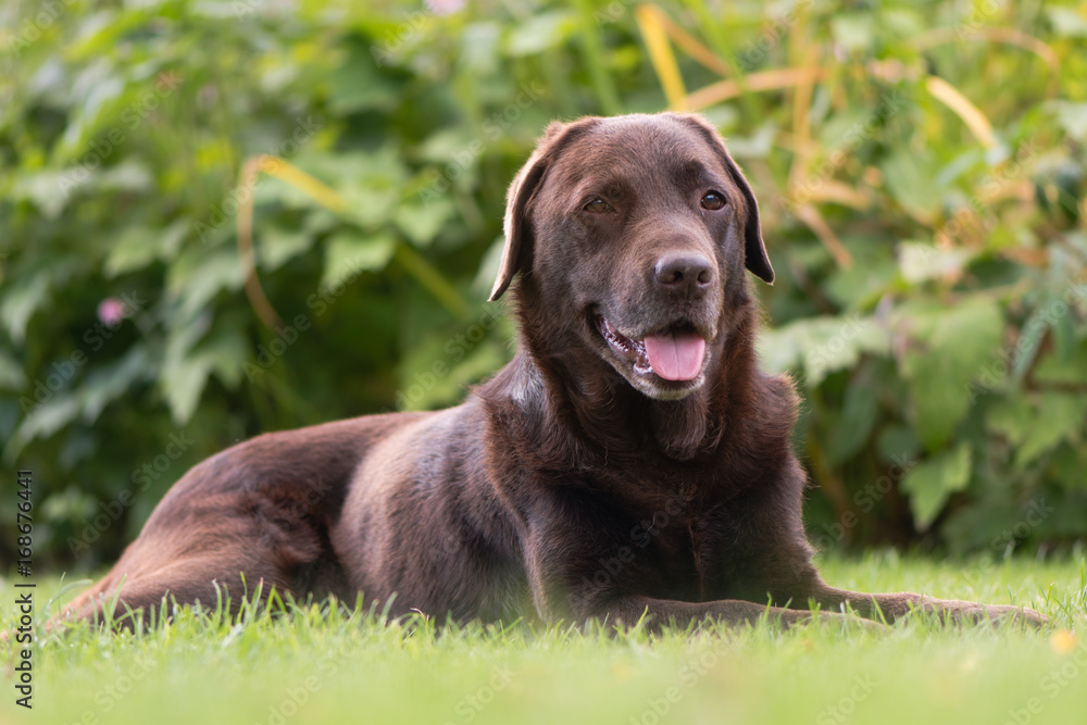 Chocolate labrador lying down. Brown dog on grass in front of flowers