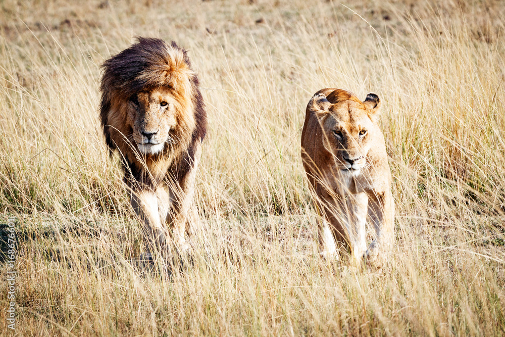 Fototapeta premium Lion and Lioness Walking Towards Camera