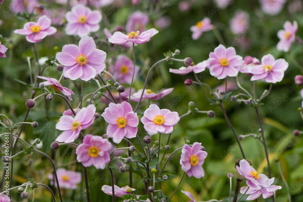 Japanese anemone (Anemone hupehensis) in flower. Pink garden plant in the family Ranunculaceae, aka Chinese anemone, thimbleweed or windflower Japanese anemone (Anemone hupehensis) in flower. Pink garden plant in the family Ranunculaceae, aka Chinese anemone, thimbleweed or windflower