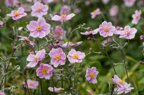 Japanese anemone  Anemone hupehensis  in flower. Pink garden plant in the family Ranunculaceae  aka Chinese anemone  thimbleweed or windflower