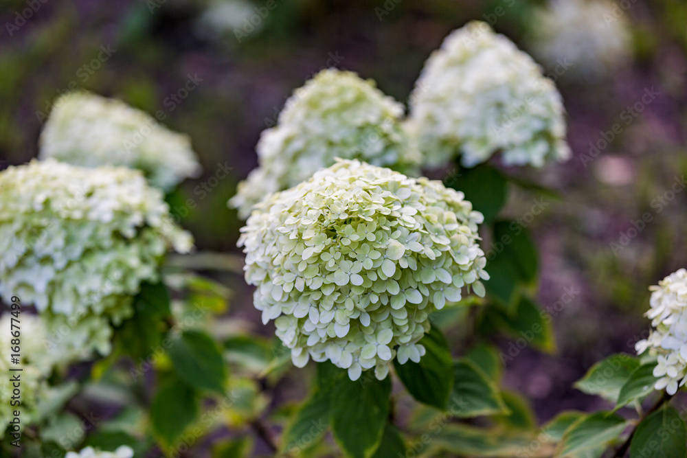 Beautiful white flowers bloom in the city botanical garden in summer
Beautiful white flowers bloom in the city botanical garden in summer