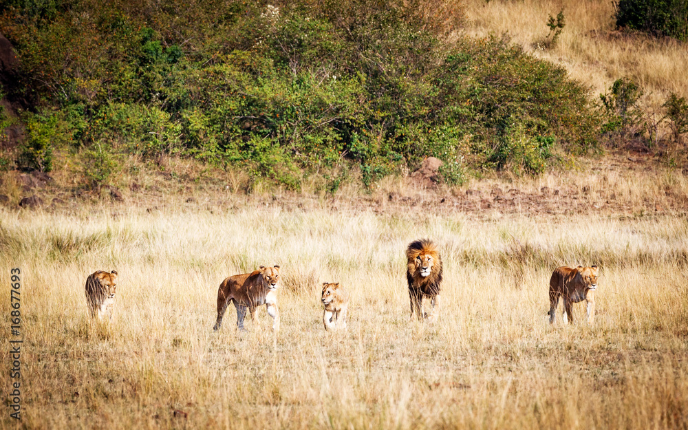 Pride of Lions Walking Forward Pride of Lions Walking Forward