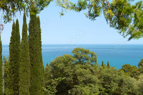 Fototapeta Naklejka Na Ścianę i Meble -  View of the sea through the trees