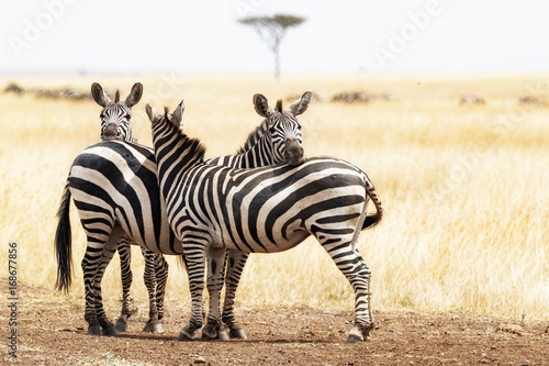 Three Zebra Friends in Africa