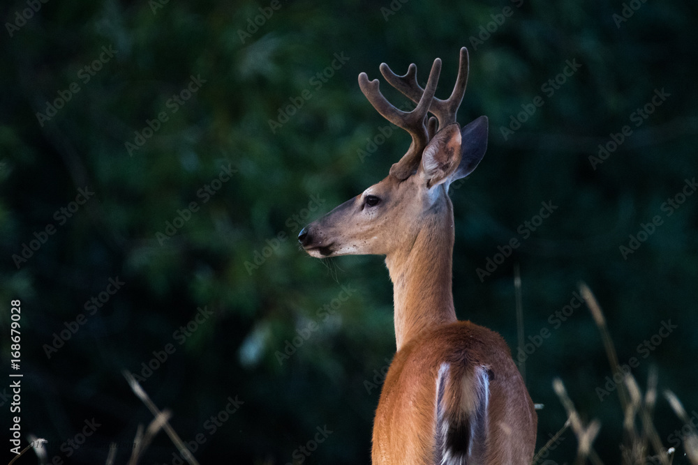 Naklejka premium Profile in Velvet