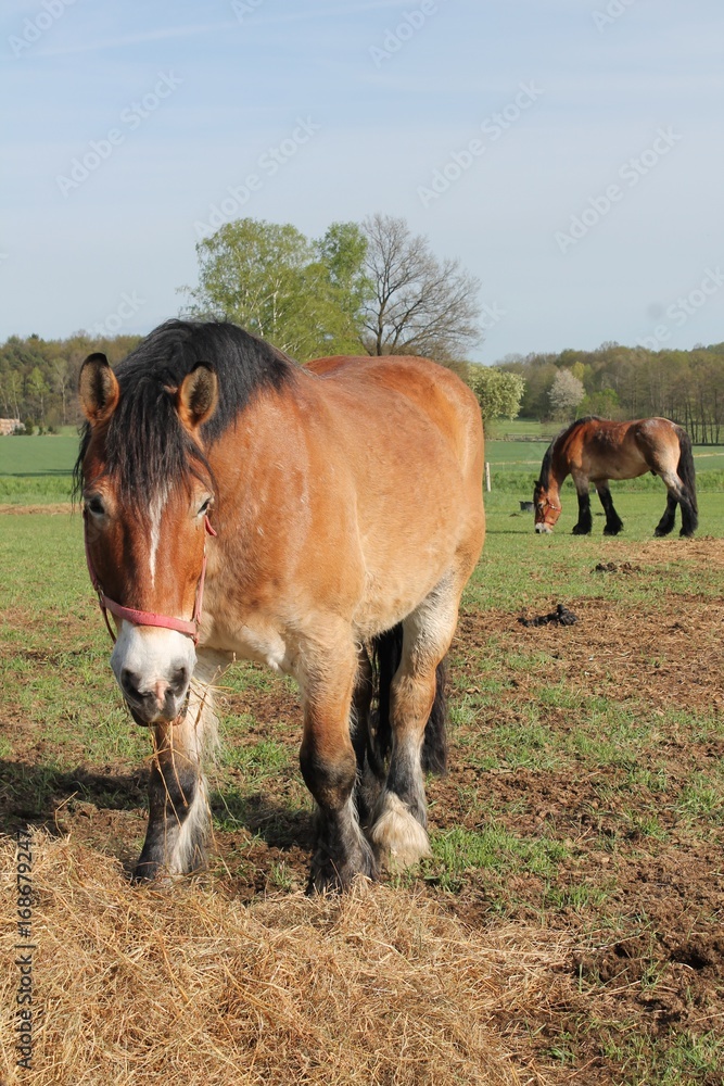 Fototapeta premium Pferd Kaltblutpferd
