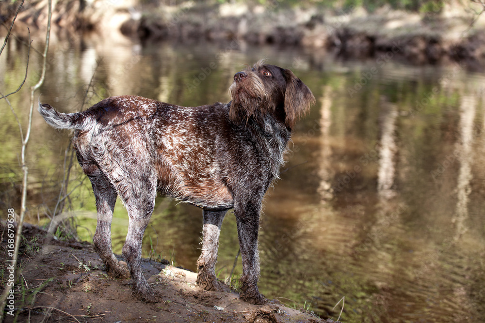 Dog drathaar on the river looks at his owner Dog drathaar on the river looks at his owner