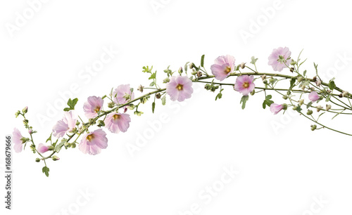 Pink hollyhock flowers