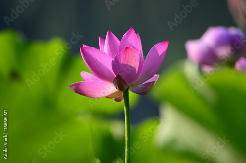 lotus