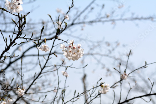 Cherry blossoms started to bloom in Nagano prefeture, JAPAN. photo