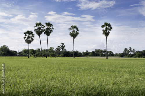 Grass in rice fields