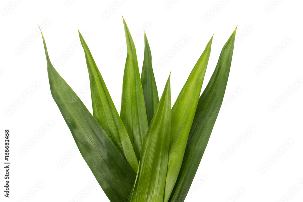 Pandan Pandan