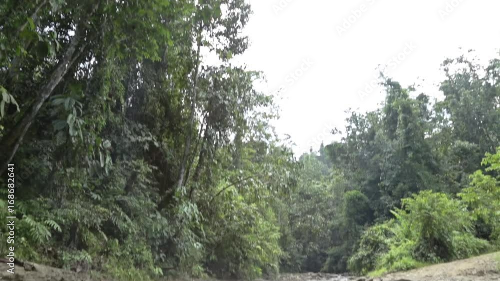 River In A Forest - Tilt - Top To Bottom River In A Forest - Tilt - Top To Bottom