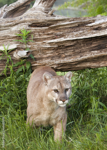 Cougar coming out of den