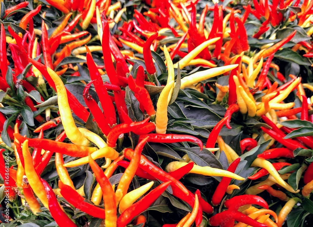 Colorful ornamental pepper plant closeup
