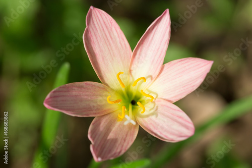 Closeup rain lily in the sunshine