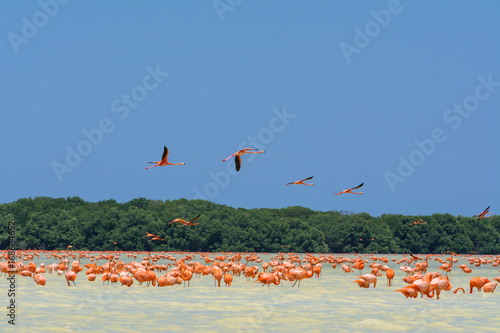 Flamencos sobrevuelan la Ría.