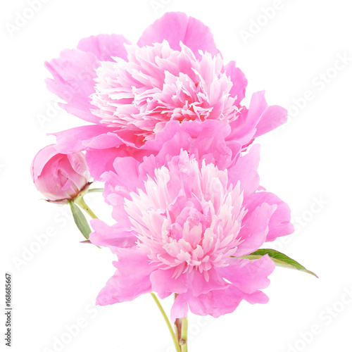 pink flowers of peony on a white background