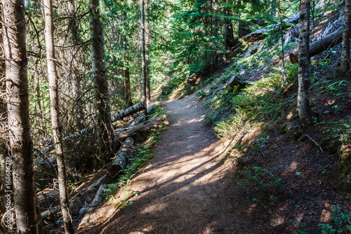 pathway in the wet forest at summer hot day. © olegmayorov