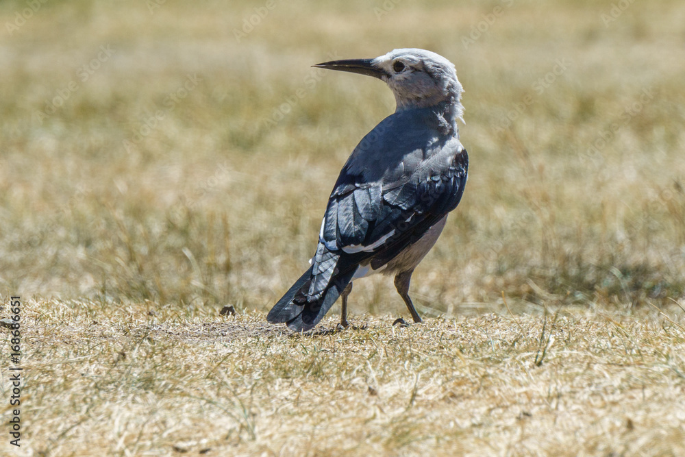 Obraz premium Clark's nutcracker on the dry yellow fiels in British Columbia Canada.