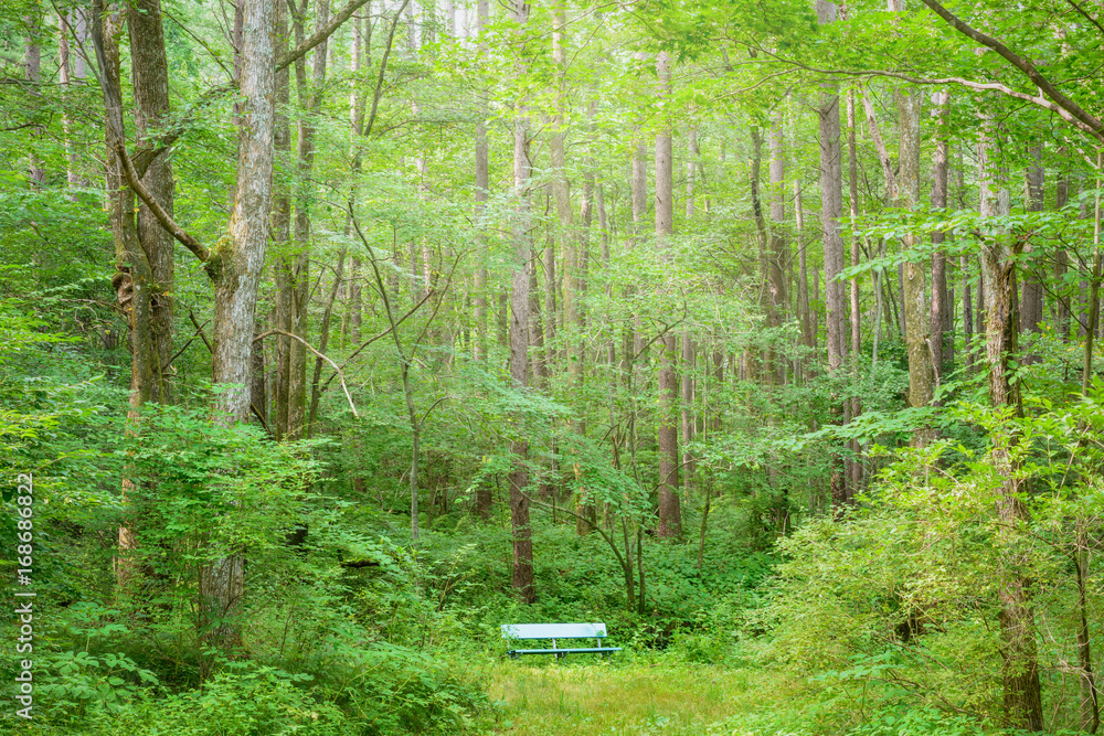 Fototapeta premium Ławka w lesie