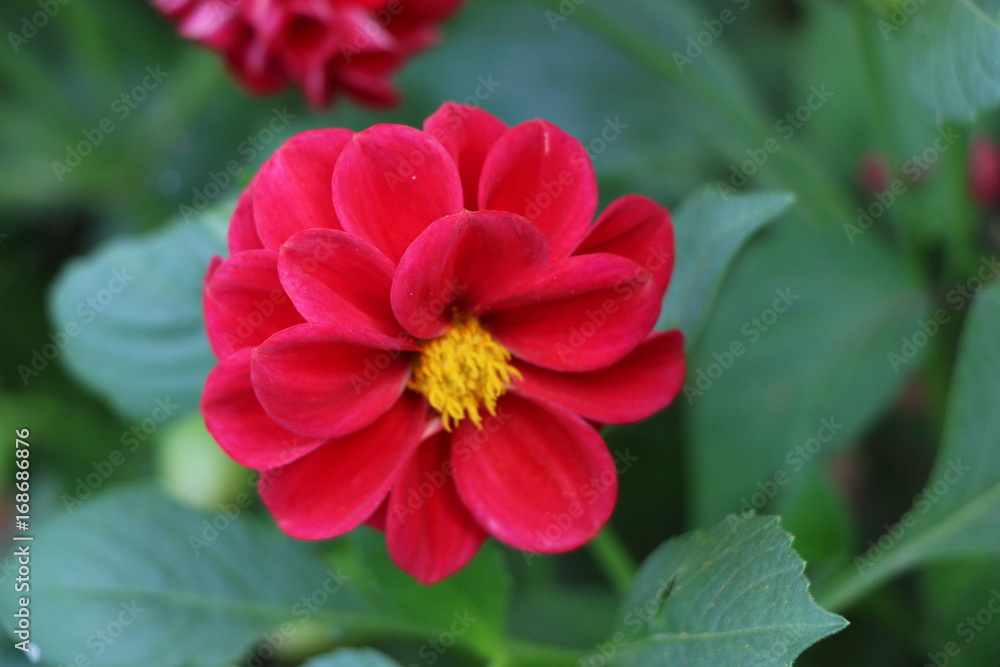 Summer background for advertising and isolating - bright red flowers Summer background for advertising and isolating - bright red flowers