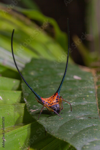 beautiful spider long horn on the leaf