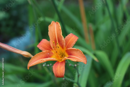 Charming blooming tender lily flower - summer background for advertising and isolating