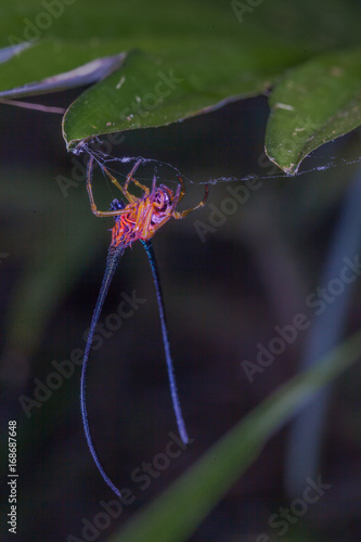 beautiful spider long horn on the leaf photo