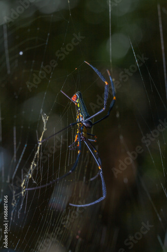 beautiful spider long horn on the leaf photo