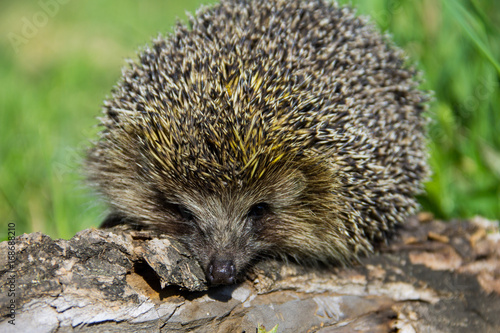Young prickly hedgehog on the log