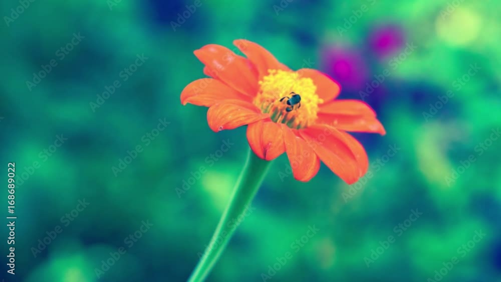 stingless bee on red flower stingless bee on red flower