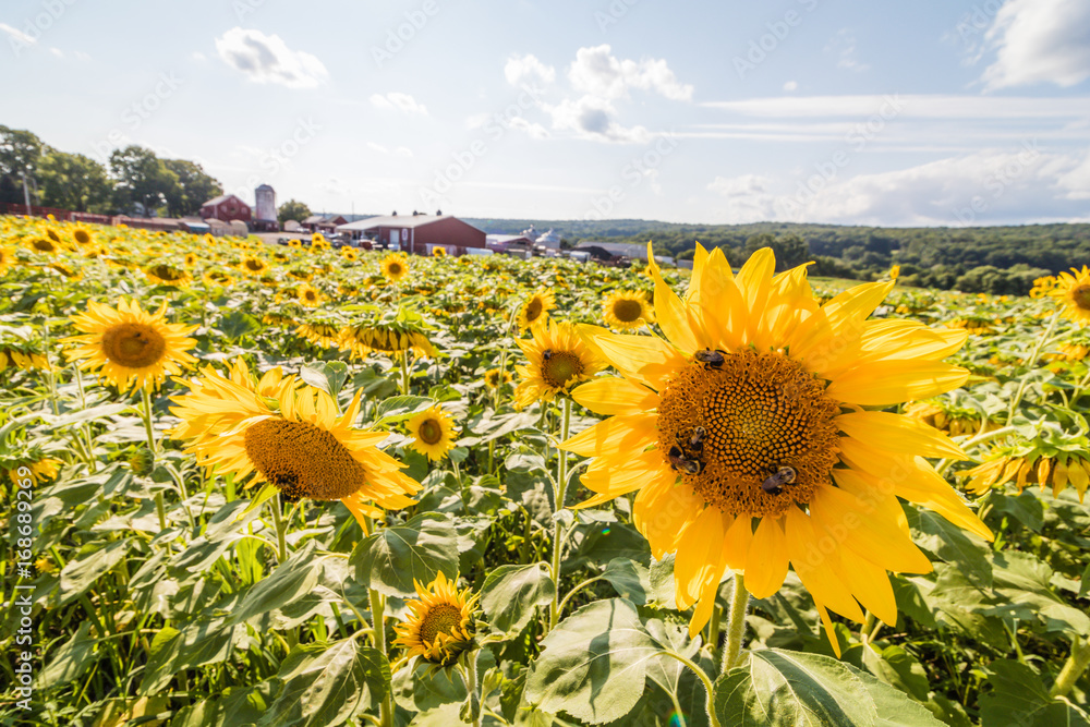Fototapeta premium Field of sunflowers on a rural farm at sunset