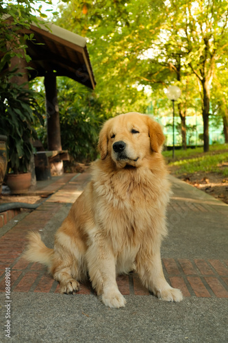 Golden Retriever Sitting and Relaxing in the Garden