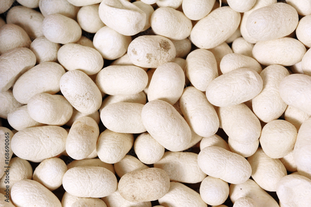 A pile of silkworm cocoon A pile of silkworm cocoon