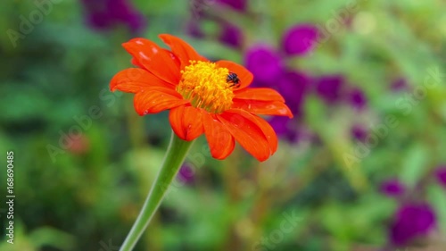 Sting less bee on flying on red flower photo